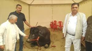 बिहार डेयरी एक्सपो: 15 करोड़ का 'विधायक' बना आकर्षण का केंद्र, मालिक को दिला चुका है 'पद्मश्री'